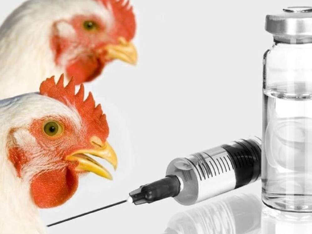 تولید ۳ هزار ویال آنتی‌ژن تشخیص آنفلوانزای فوق حاد پرندگان H۵N۸