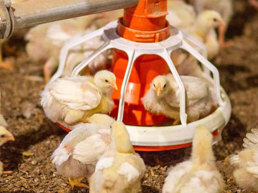 ۷۵ درصد حق بیمه طیور توسط دولت پرداخت می‌شود