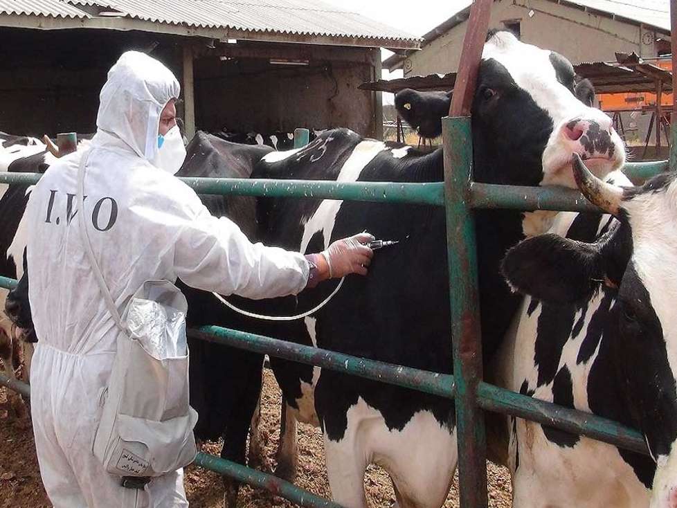 شیوع تب مالت در این استان