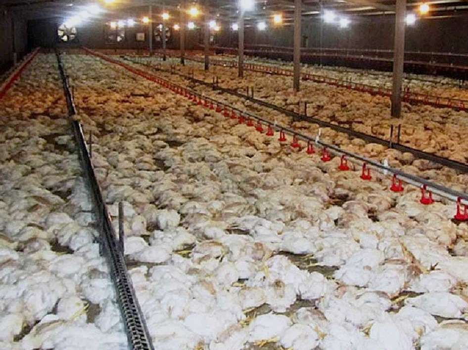 پیچیدگی روند اداری تامین گازوئیل