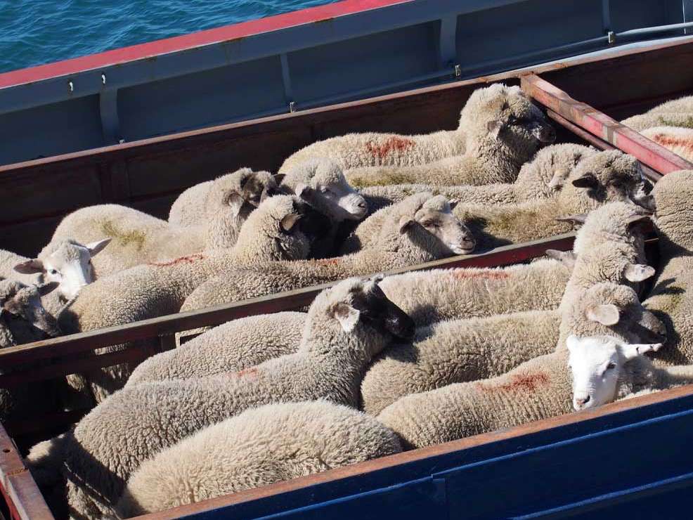 گلایه اتحادیه دامداران به وزارت جهاد برای واردات بی رویه دام