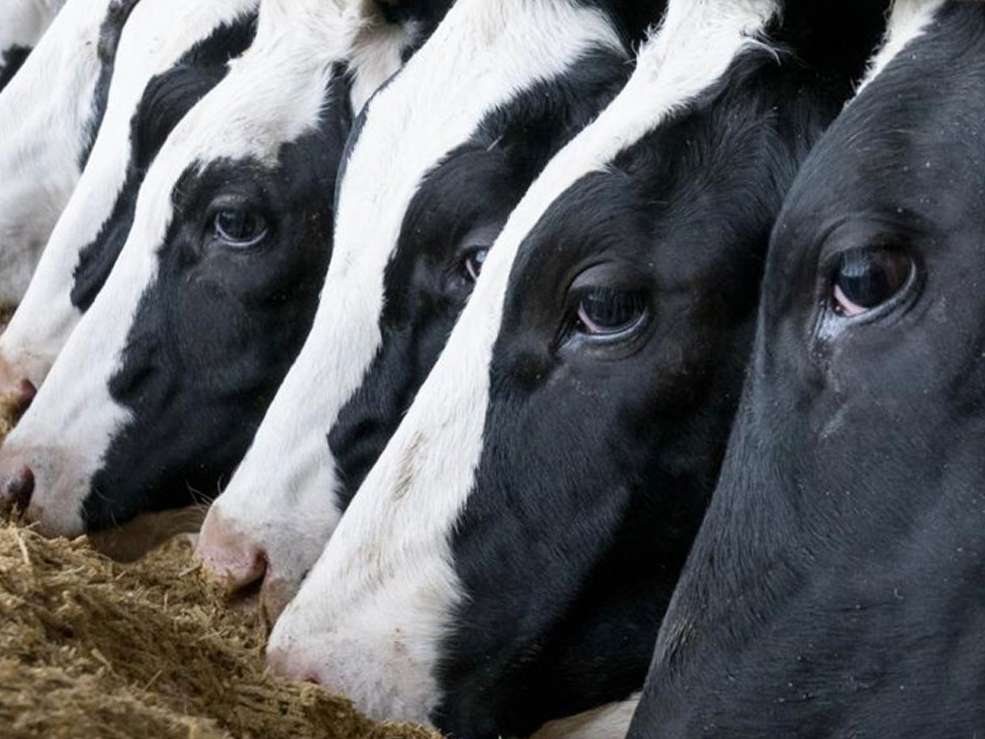 وابستگی صنعت دامپروری به یارانه دولت اشتباه است