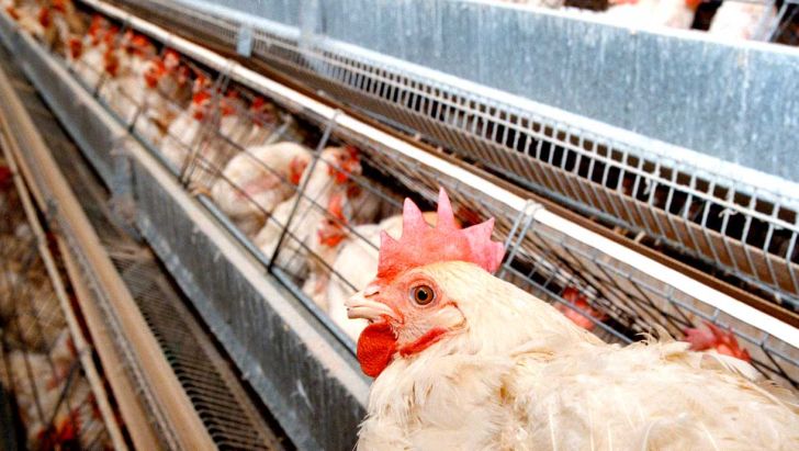 آغاز فعالیت مجدد واحدهای پرورش مرغ تخمگذار در آبیک