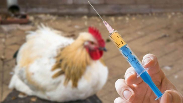 الزامات واکسیناسیون علیه آنفلوانزای فوق حاد پرندگان 