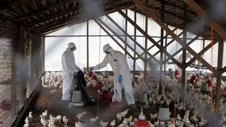 هیچ مورد آنفولانزای مرغی در قم مشاهده نشده است
