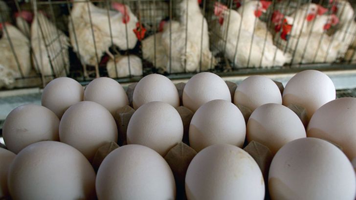 7400 تن تخم مرغ در قزوین تولید شد