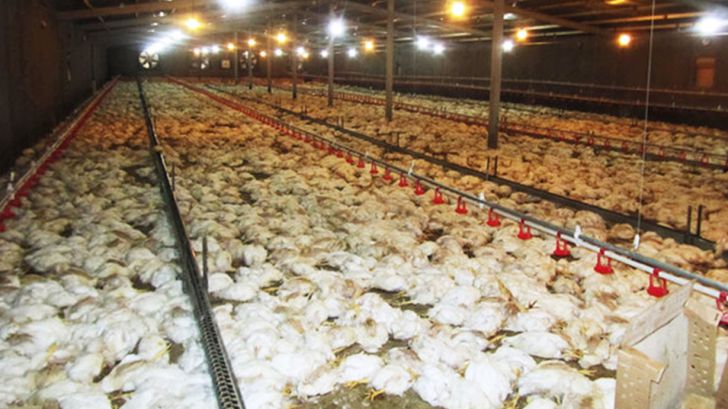 ۵ میلیون و ۴۰۰ هزار قطعه مرغ براثر بیماری در استان قزوین تلف شدند