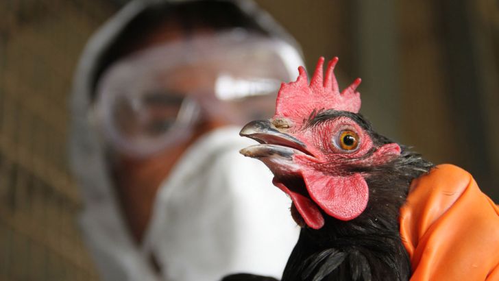 شیوع بیماری آنفلوآنزای فوق پرندگان در یزد تکذیب شد