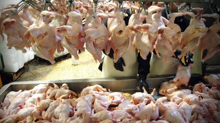 تولید سرانه گوشت مرغ به 26 کیلوگرم رسید