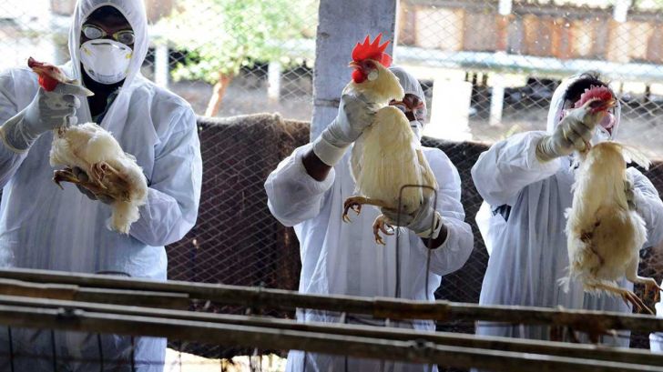 کاهش گزارشات شیوع انفولانزای مرغی