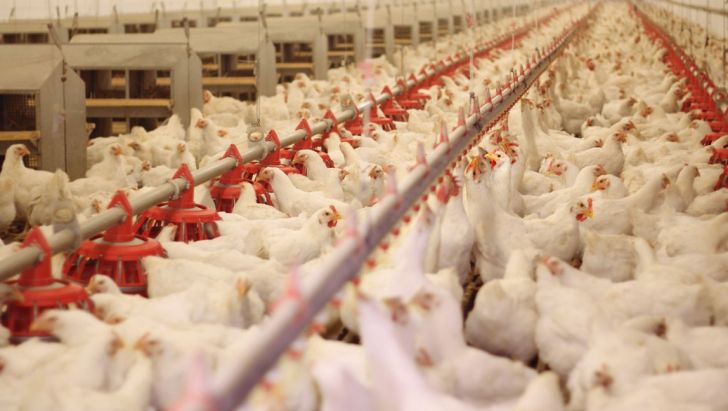 خراسان رضوی هشت درصد مرغ گوشتی کشور را تولید کرد