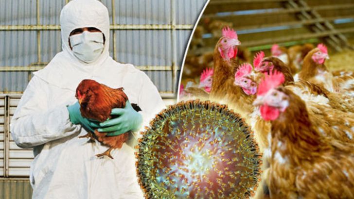 قطعی برق عامل شیوع آنفلوانزای پرندگان در مرغداری‌ها