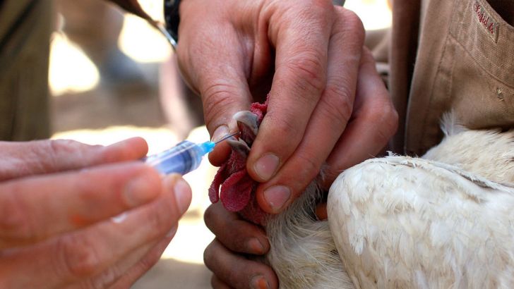 آغاز واکسیناسیون آنفلوآنزای حاد پرندگان در ۷ استان پر خطر