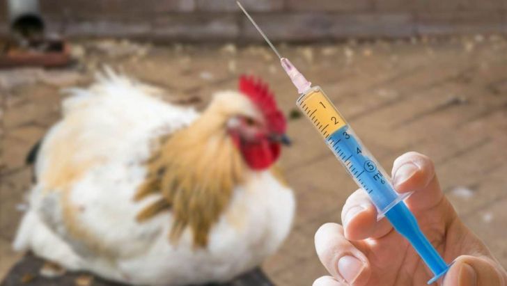 واکسینه شدن طیور تخم گذار علیه آنفولانزای مرغی