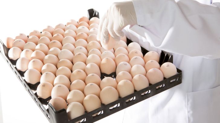 تولید ماهانه بیش از 11 میلیون تخم مرغ نطفه دار در اردبیل