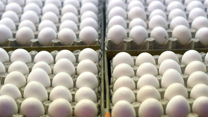 صادرات تخم مرغ امکان پذیر نیست