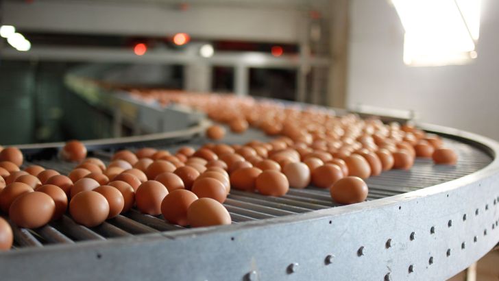 بازار مرغ و تخم مرغ نباید دچار نوسان شود