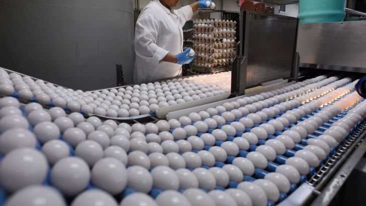 بالارفتن قیمت تخم مرغ به تولیدکننده مربوط نمی‌شود
