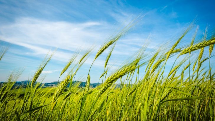 ژاپن واردات گندم از کانادا را از سر می‌گیرد