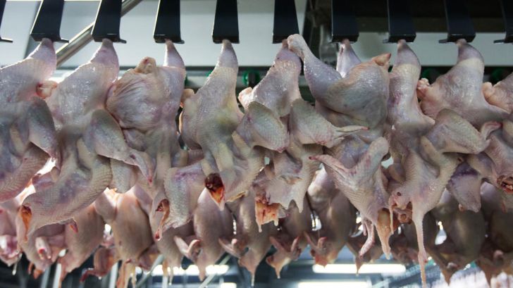 کمبود تولید علت اصلی افزایش قیمت مرغ
