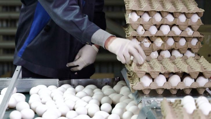 انتقاد از تصمیم دولت برای واردات تخم مرغ