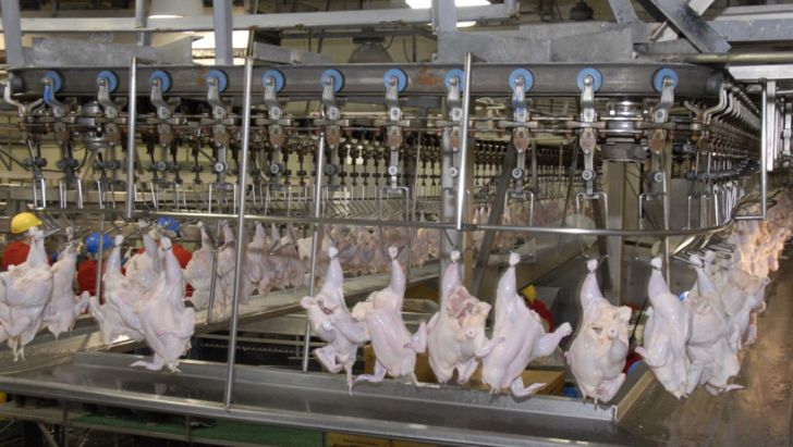  افزایش قیمت گوشت مرغ طبیعی است