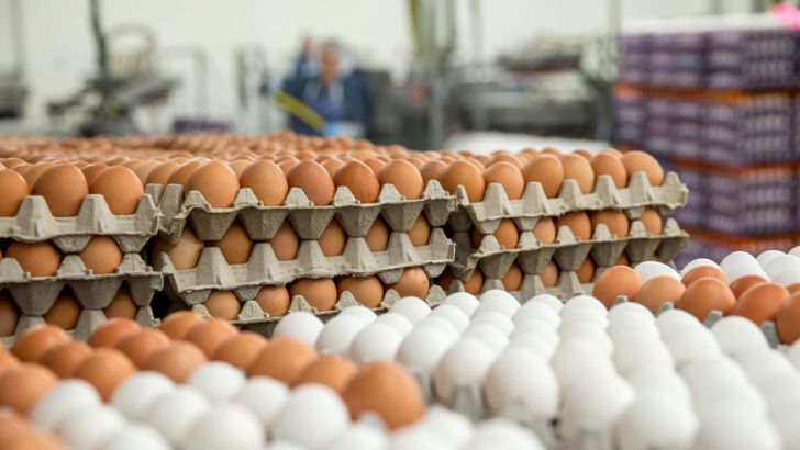 دردسر جدید تولیدکنندگان تخم مرغ