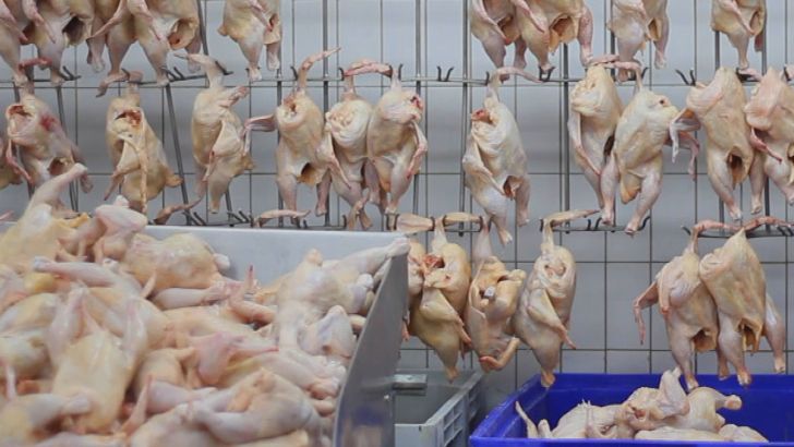 تولید بیش از نیاز گوشت مرغ در کشور