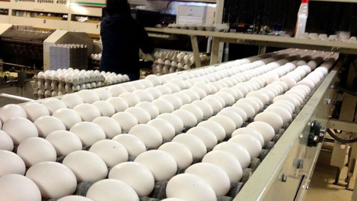 افزایش سرسام آور هزینه تولید تخم مرغ