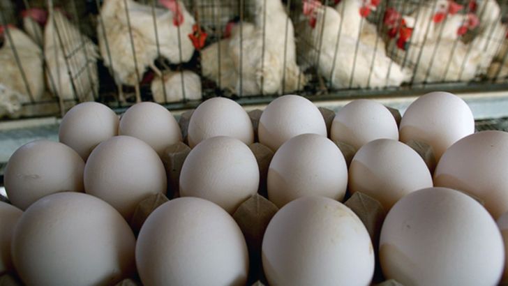 کمبودی در تولید مرغ و تخم مرغ نداریم