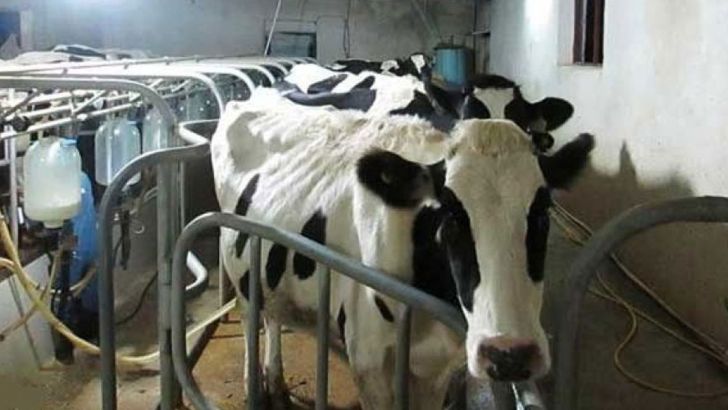 مخالفت دامداران با ممنوعیت صادرات شیرخشک