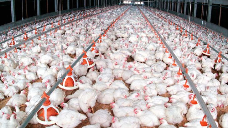 افزایش شکاف قیمت مرغ از مرغداری تا بازار