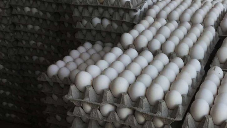 سالانه 70 هزار تن تخم مرغ در قم تولید می شود