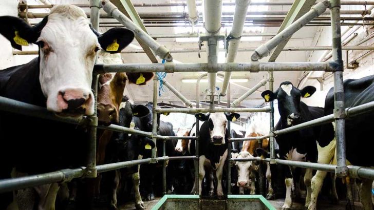 تولیدکنندگان شیر دست به دامن حجتی شدند