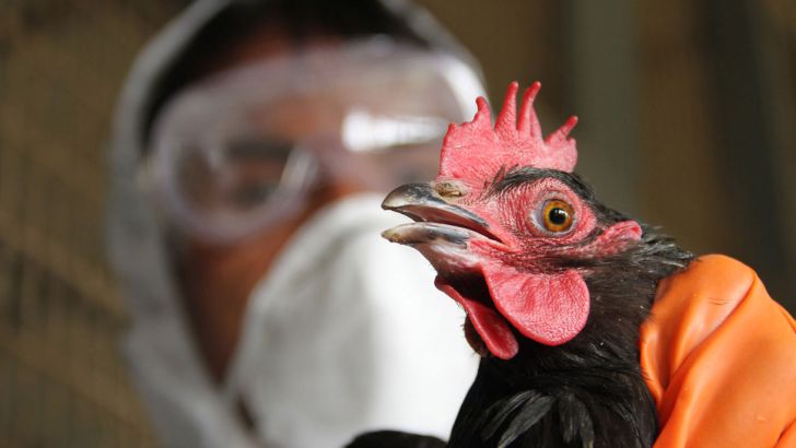تدابیر نظارتی جدید برای مقابله با انفولانزای مرغی