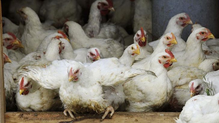 ​زیاندهی مرغداران به دلیل ناتوانی دولت در تنظیم بازار