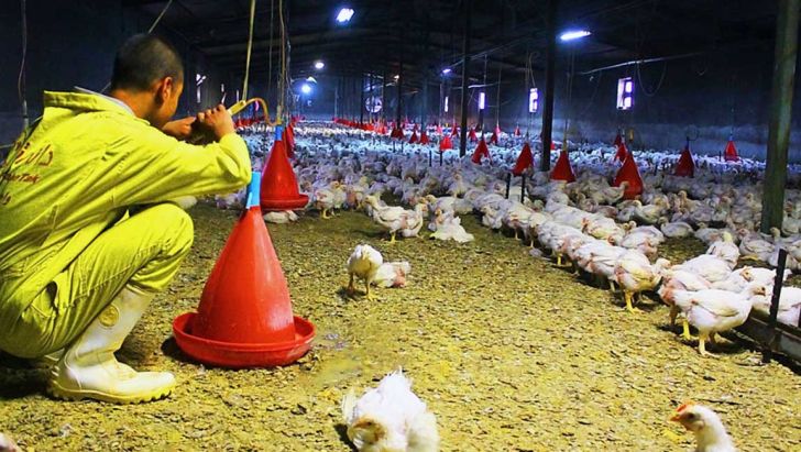 48ساعت تا وقوع فاجعه مرگ گله‌های مرغ گوشتی