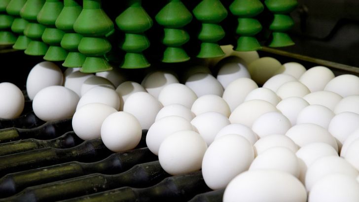 ۱۰ درصد تخم مرغ کشور در آذربایجان شرقی تولید می شود
