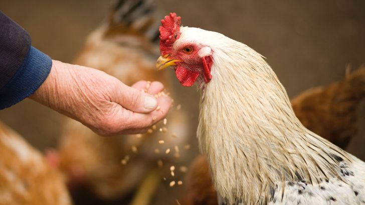 ۱۰۰میلیون قطعه مرغ گرسنه در مرغداری‌ها