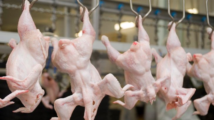 تولید سالانه ۵۵ هزار تن گوشت مرغ در خراسان جنوبی 