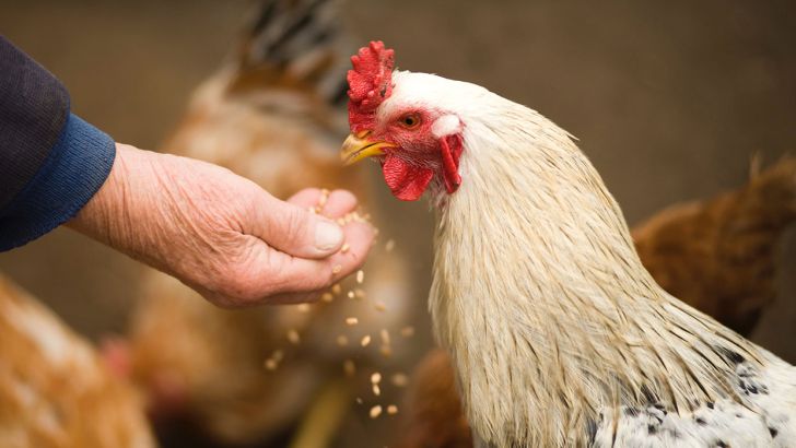 توصیه اتحادیه مرغداران گوشتی به مرغداران برای تامین دان قبل از جوجه‌ریزی