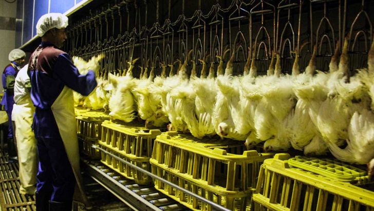 نرخ مرغ را قیمت خوراک طیور تعیین می کند؛ نه خرده فروشی ها