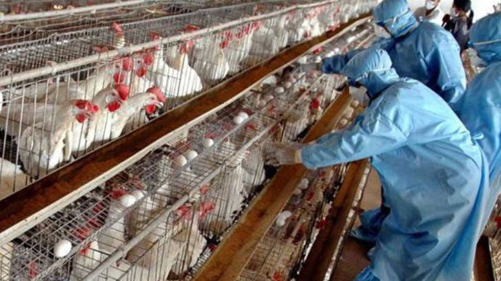 ۶ ماه آینده واکسن تولید داخل بین مرغداران عرضه شود/ توصیه‌های مهم برای پیشگیری از آنفلوانزای حاد پرندگان