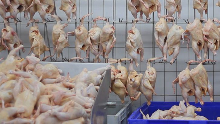 روزانه 23 تن گوشت مرغ در ایلام تولید می شود