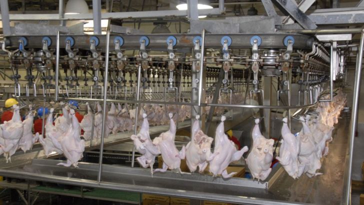 انتقاد از تصویب قیمت ۹۸۰۰تومانی برای مرغ