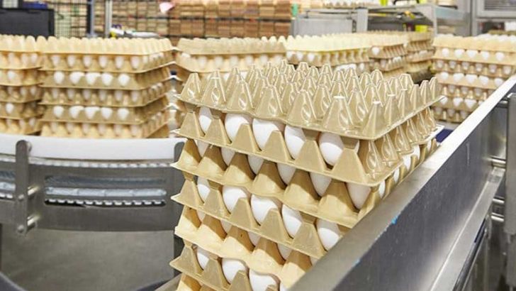 یارانه  دولتی به واردات تخم مرغ بی‌اعتنایی به تولید داخلی است