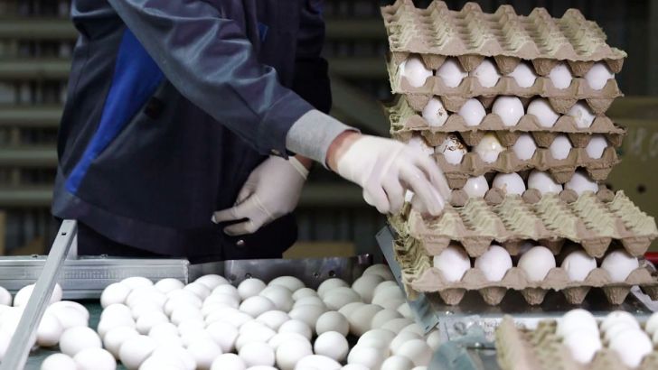قیمت تخم‌مرغ کاهش می‌یابد