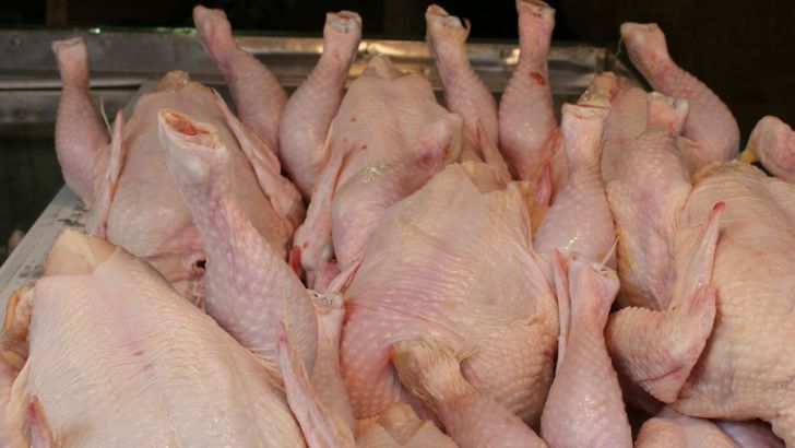 کاهش فروش مرغ در چهارمحال و بختیاری