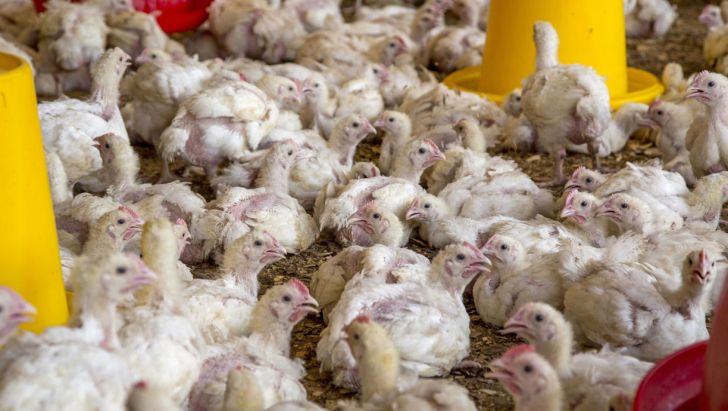  خرید و فروش مرغ زنده بیش از ۸۷۰۰ تومان ممنوع شد