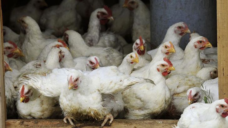 افزایش  شاغلین ، فعالین و تولید گوشت مرغ در کشور